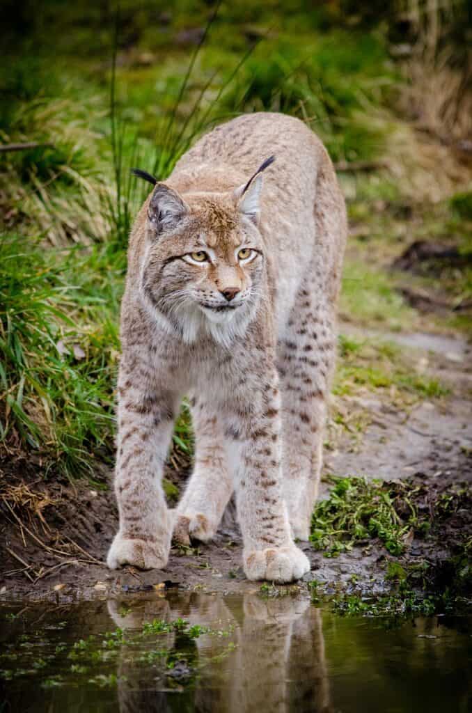 animal, lynx, feline, grass, outdoors, wild cat, wildlife, wilderness, water, reflection, wild animal, nature, animal world, wildlife photography, lynx, lynx, lynx, lynx, lynx