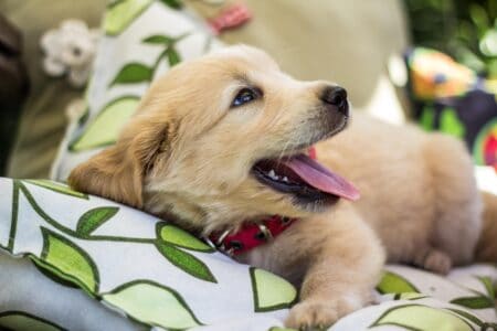 10 Dog Breeds That Connect With Humans On The Deepest Levels