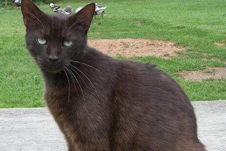 A close-up of a Havana Brown cat with a smooth chocolate-colored coat and striking green eyes, wearing a collar with a bell, giving an intense gaze