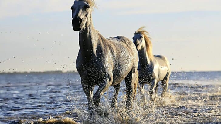 Rare Horse Breeds Facing Extinction from Habitat Loss