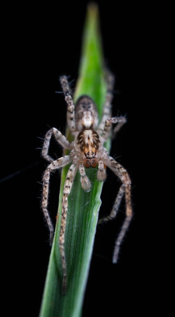 Macro shot of a spider perched on a leaf with a black background.