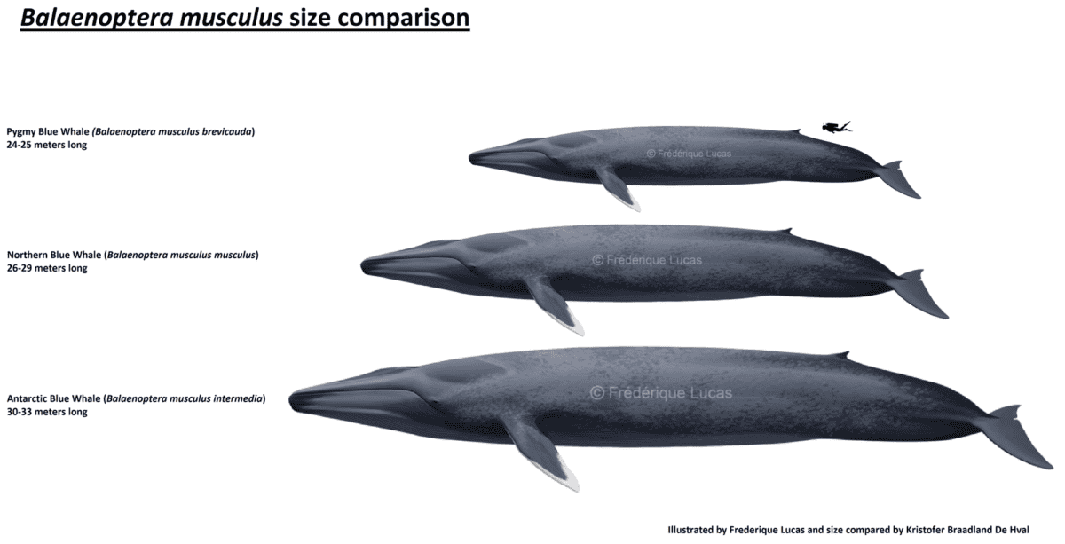 This Is What the Largest Whale in the World Can Do