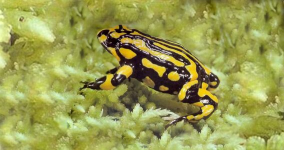 How Louisiana&rsquo;s Frogs Can Predict the Weather with Incredible Accuracy