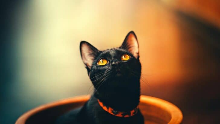 Why Black Cats Are Still Misunderstood in America