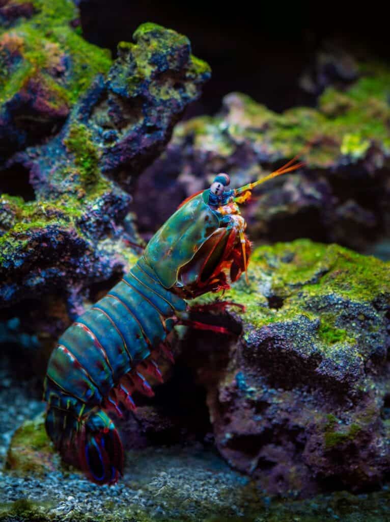 Colorful mantis shrimp on a lush coral reef, showcasing vivid marine life.