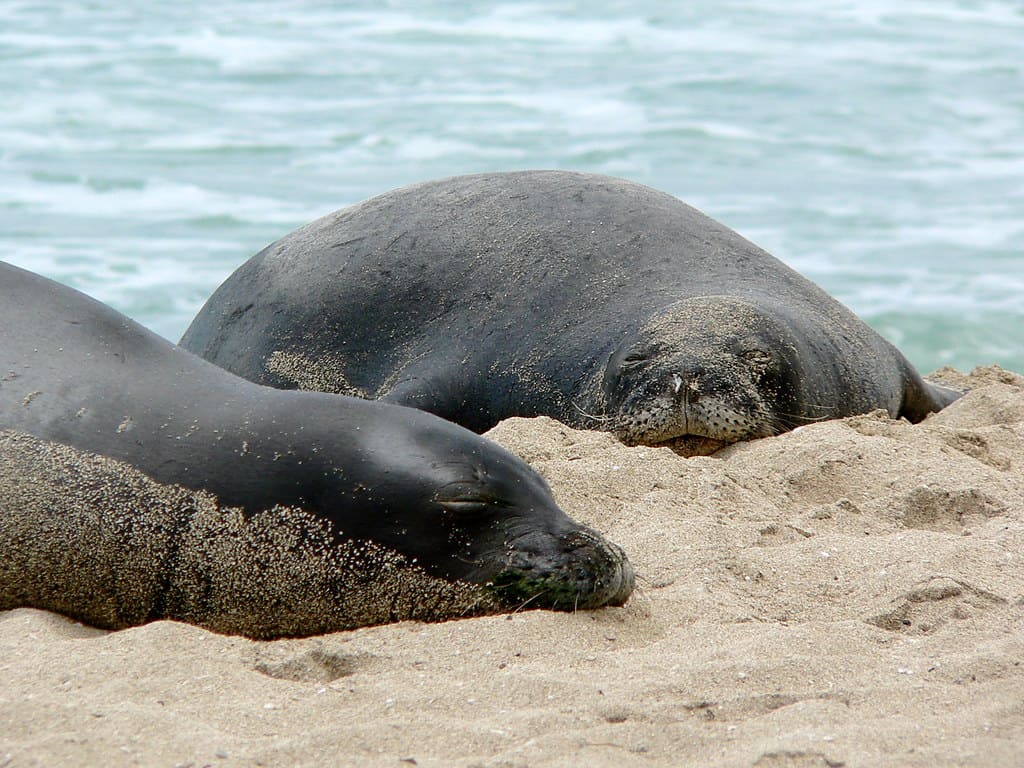 Hawaiian Monk Seal