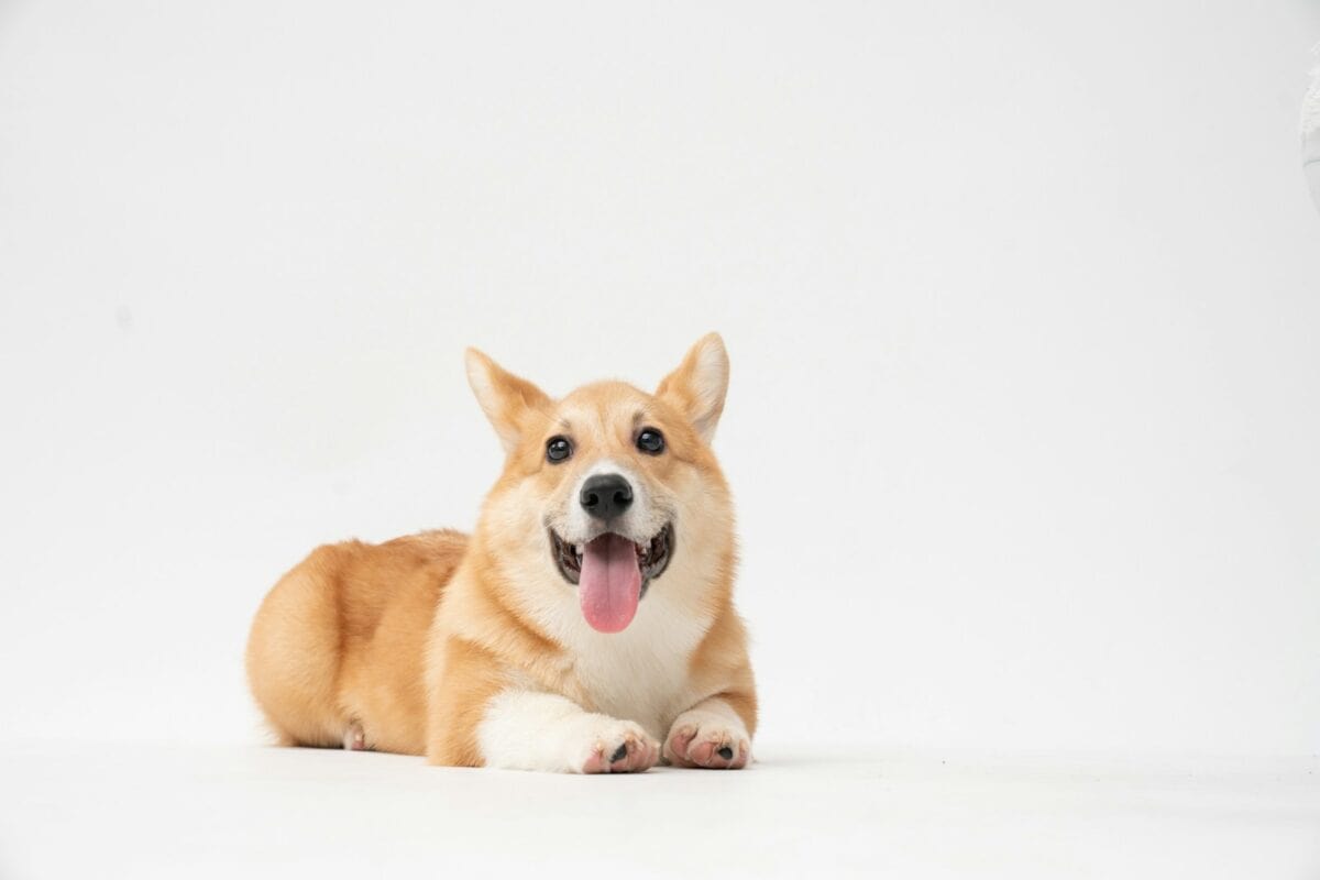 Corgi Puppy