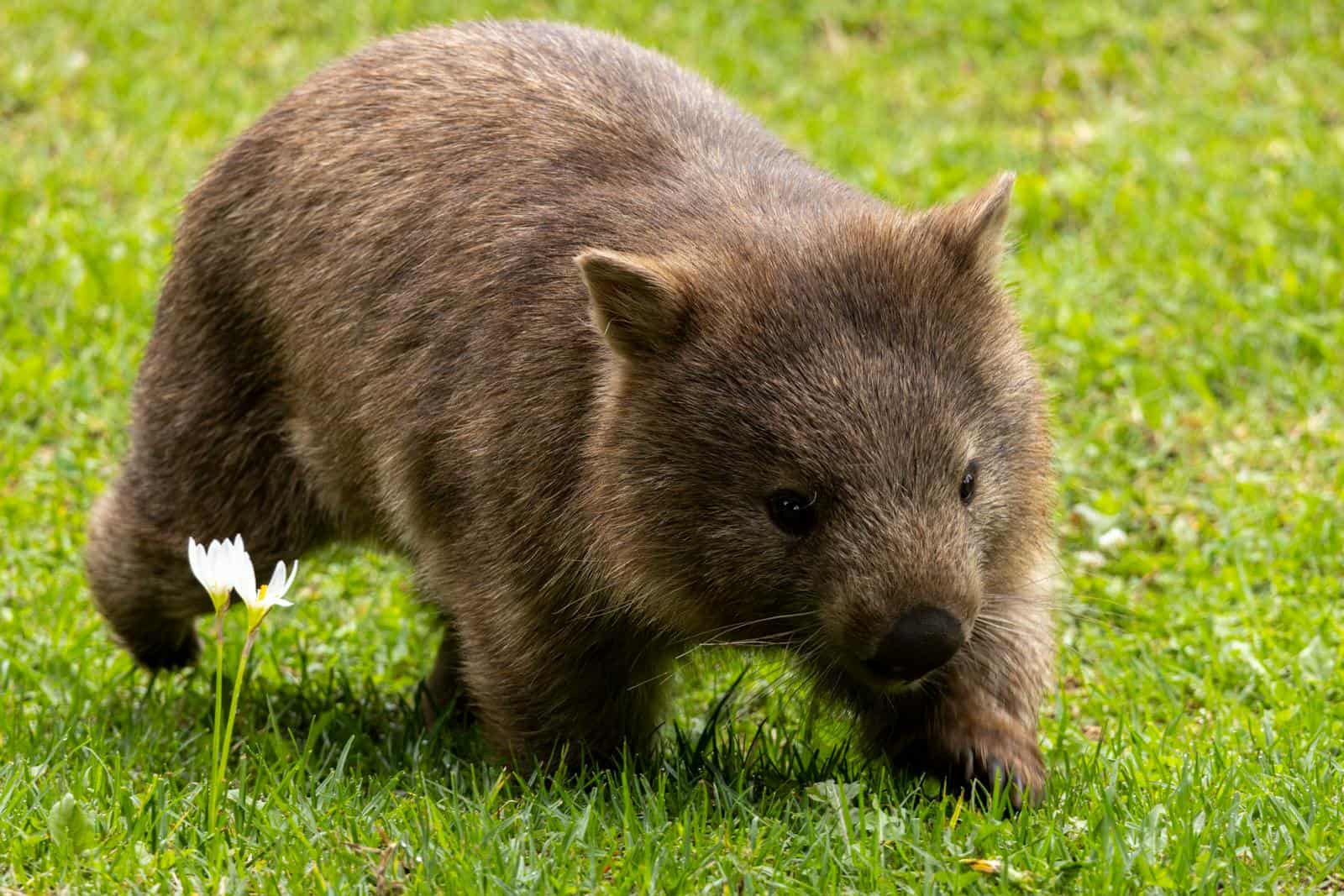 Adorable close-up of a wombat walking through lush green grass in Tasmania, Australia.