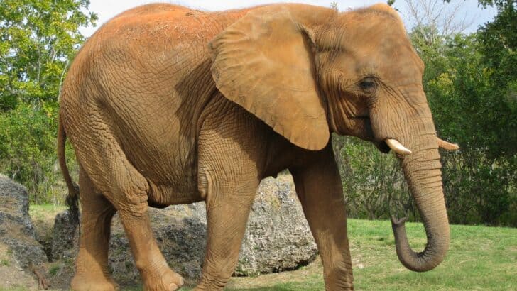How Elephants Mourn Their Dead — And What That Tells Us