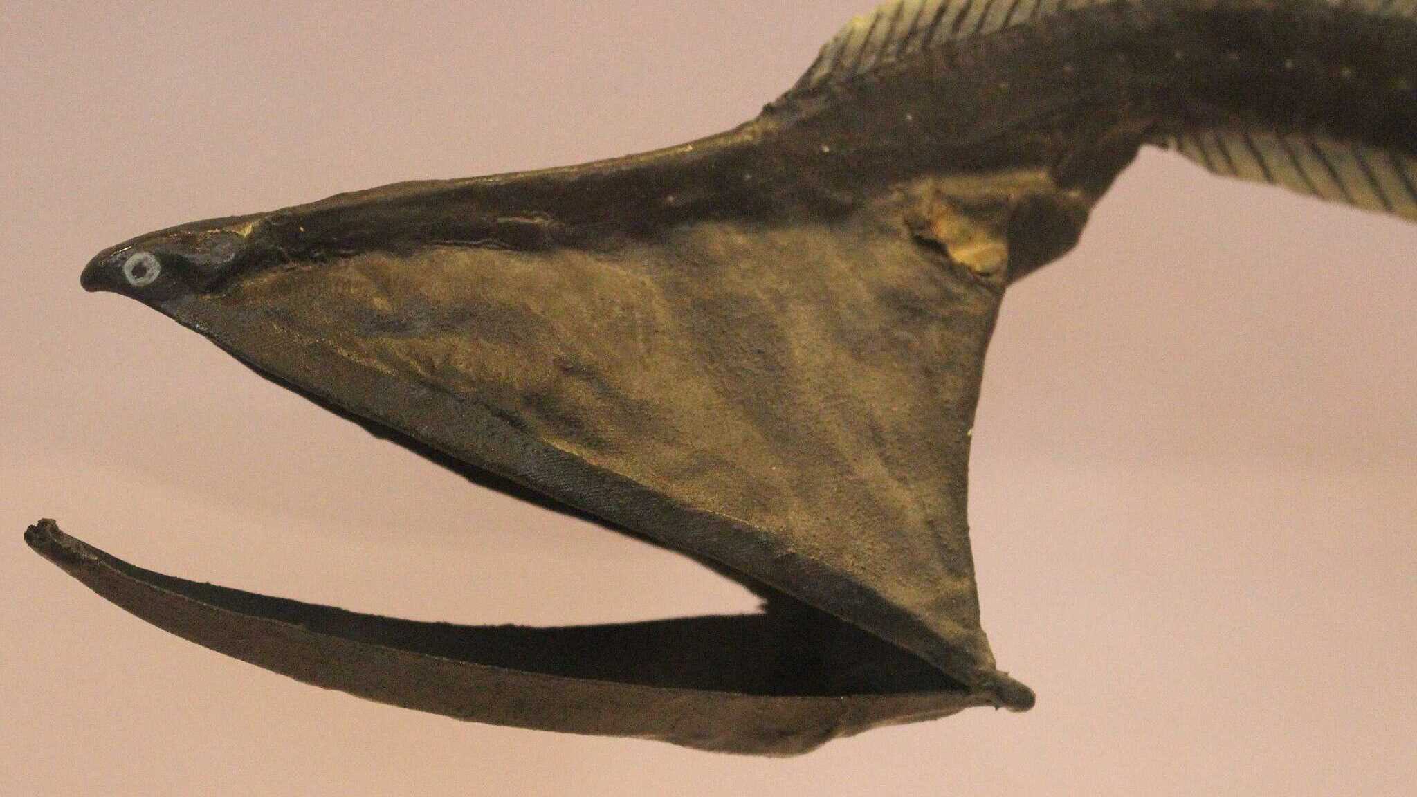 A Gulper Eel with an expansive mouth and elongated body, showcasing its balloon-like appearance in the deep sea