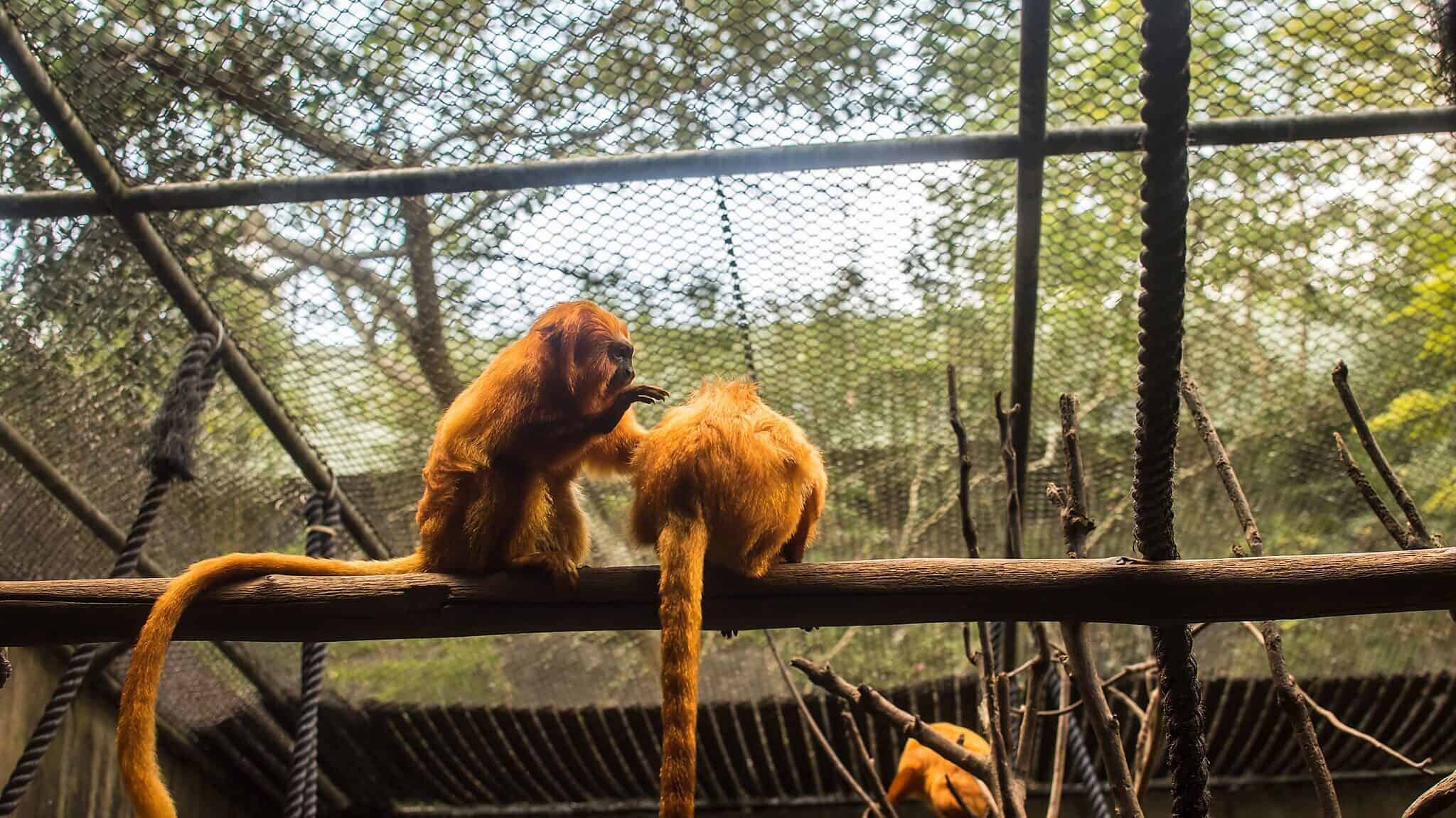 Two golden lion tamarins sitting on a wooden branch in their enclosure at São Paulo Zoo. One tamarin appears to be grooming the other. The background shows a mesh fence with greenery visible through it.