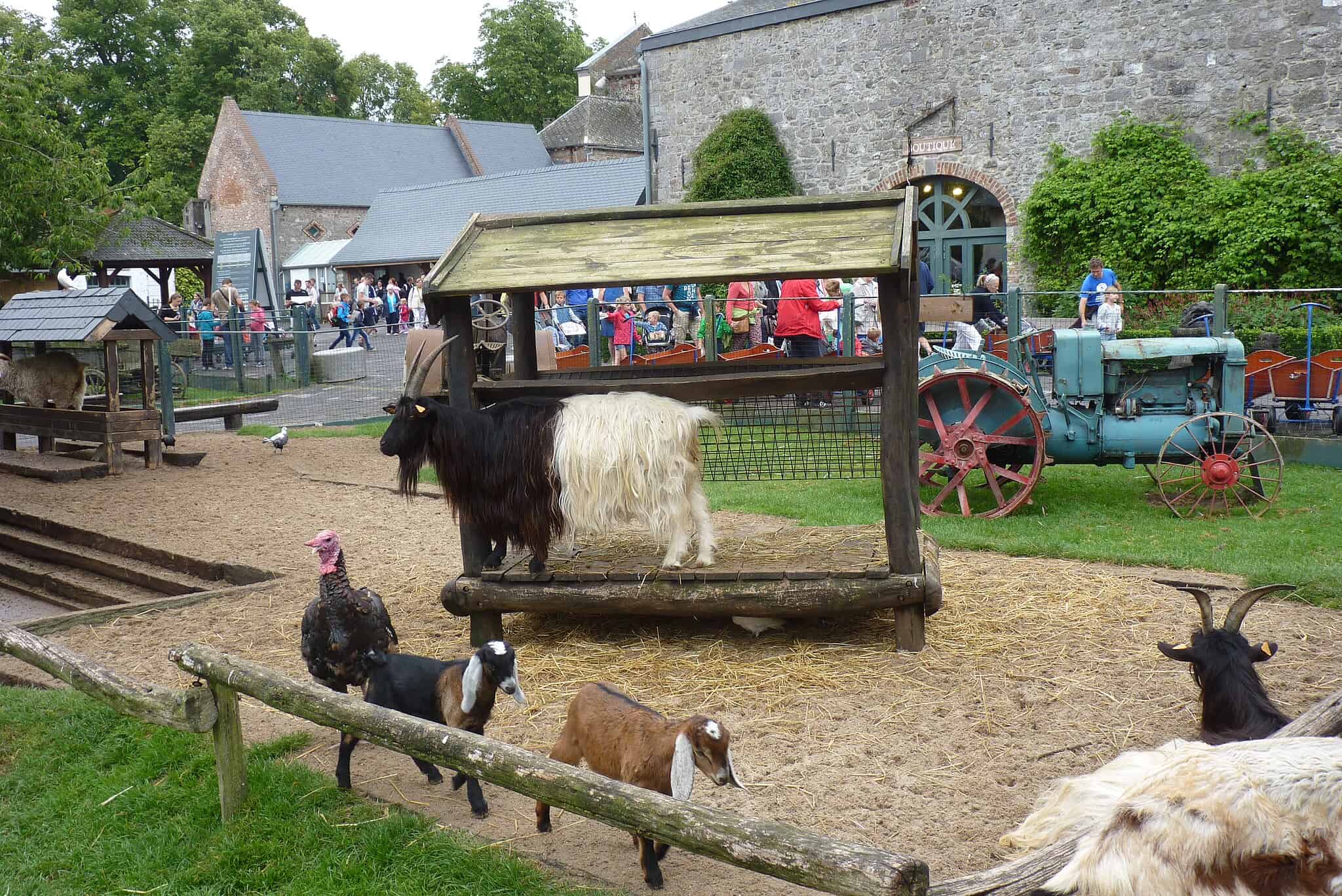 A rural-themed exhibit at Pairi Daiza zoo featuring goats, a turkey, and vintage farm equipment, including an old tractor. A rustic wooden feeding structure is in the foreground, with stone buildings and visitors in the background.