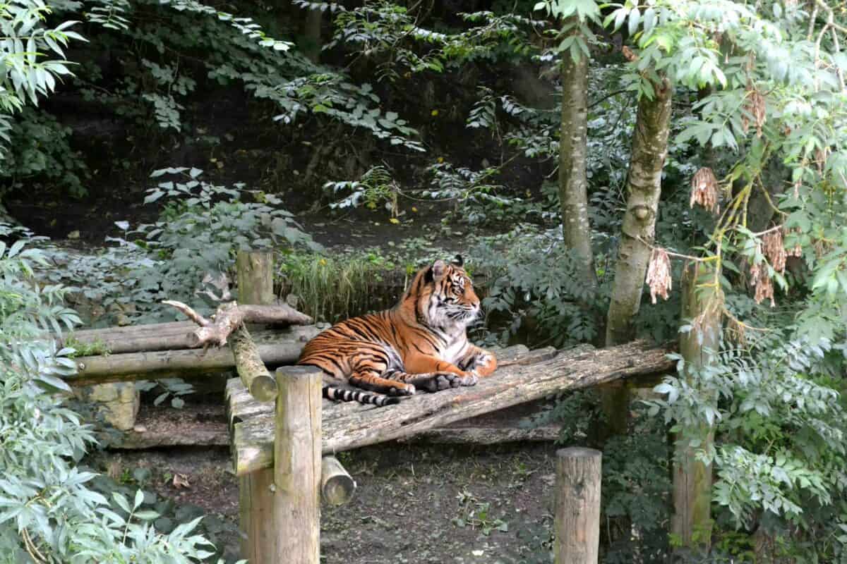 A regal tiger lounges on a wooden platform amidst dense jungle foliage.