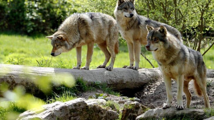 Why Rewilding Predators Is More Complicated Than It Sounds