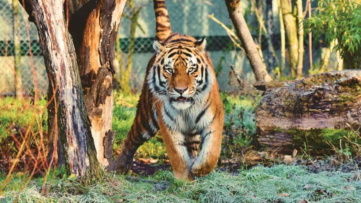 A tiger walking confidently through the forest, with its vibrant orange and black stripes clearly visible against the natural surroundings.