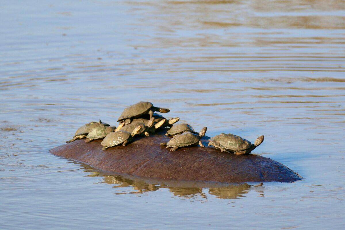 Turtles bask on a hippo's back in a tranquil South African water body.