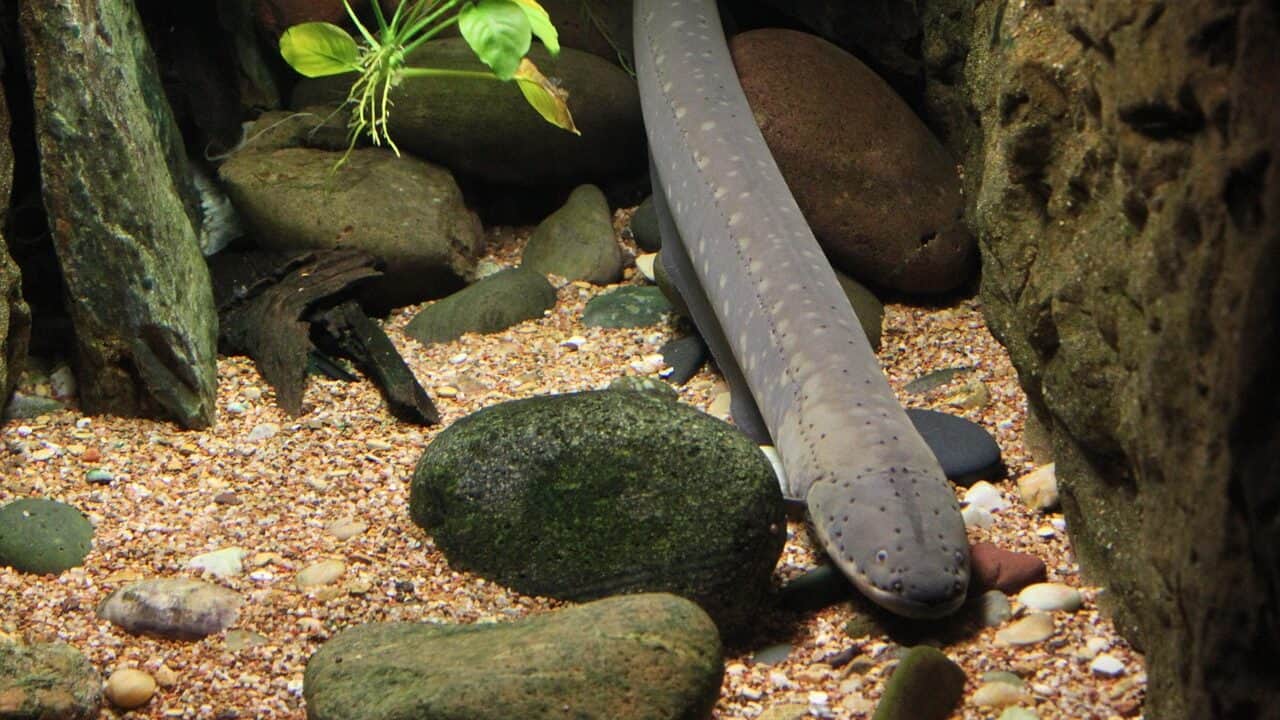  An electric eel swimming among rocks at the bottom of a tank, showcasing its long, snake-like body and unique underwater habitat.