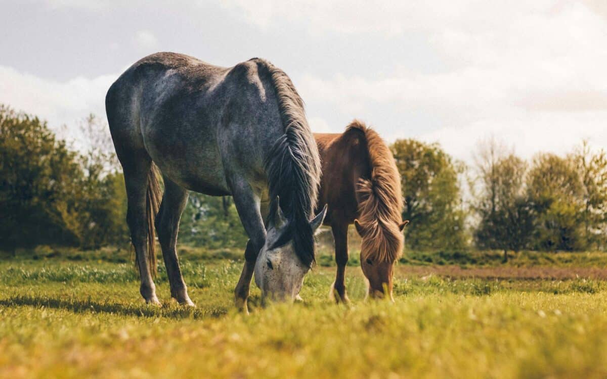 Two horses grazing in a scenic field in Poland, showcasing natural beauty.