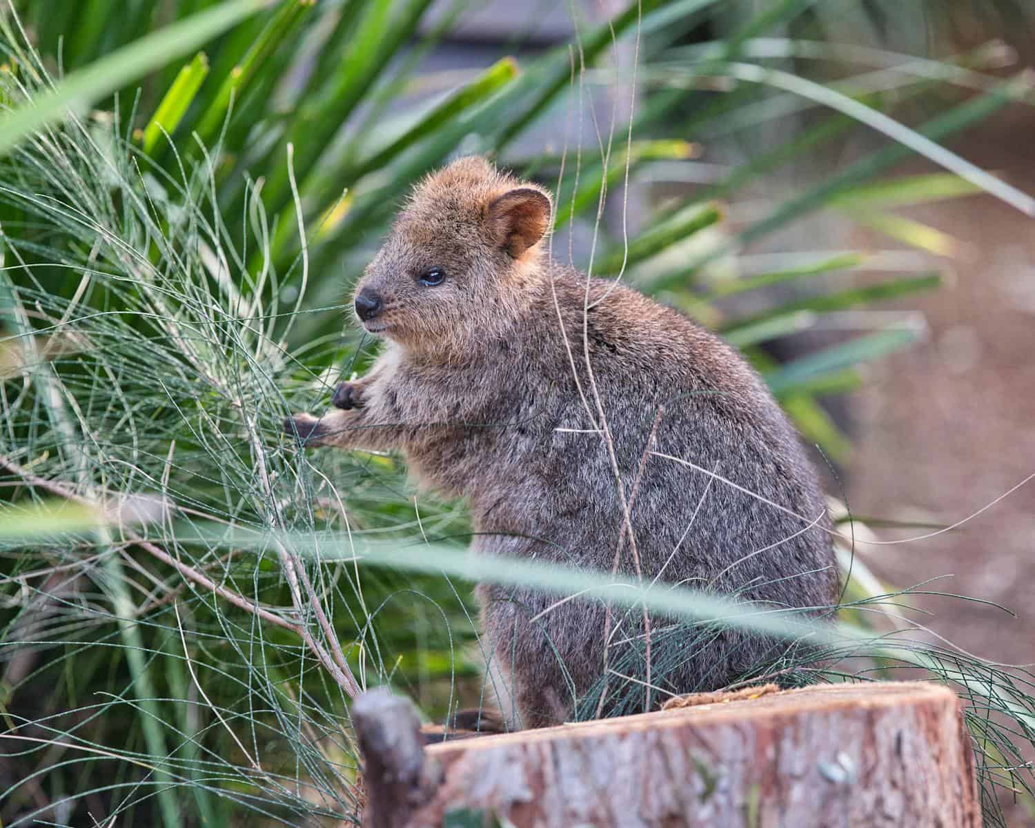 15 animaux et animaux sauvages commençant par Q - Animaux du monde entier