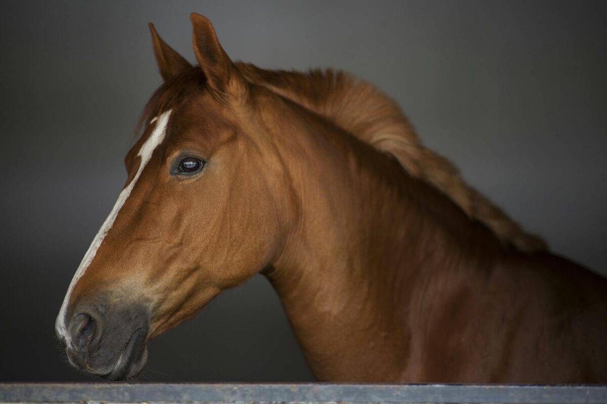Detailed close-up of a brown horse with a white blaze, taken indoors with soft lighting.