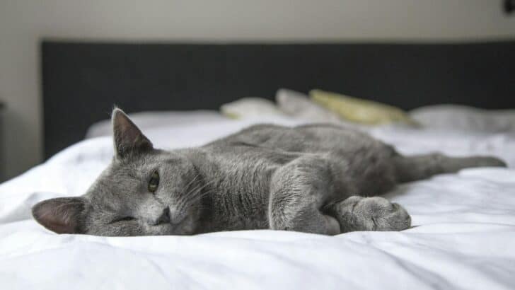 20 Ways to Keep Cats Safe During Extreme Weather Events
