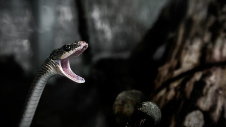 12 Startling Facts About Venomous Creatures Around the World