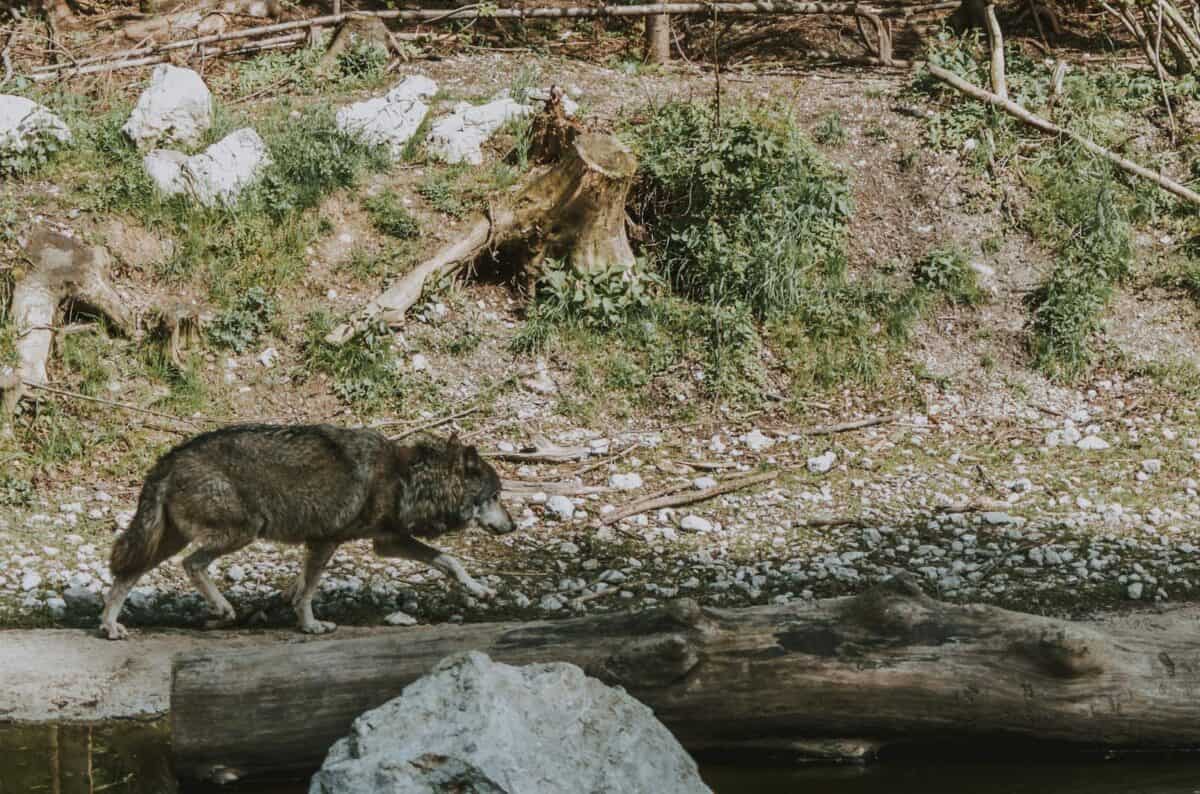 A grey wolf walks amidst a forest setting, showcasing its natural habitat.