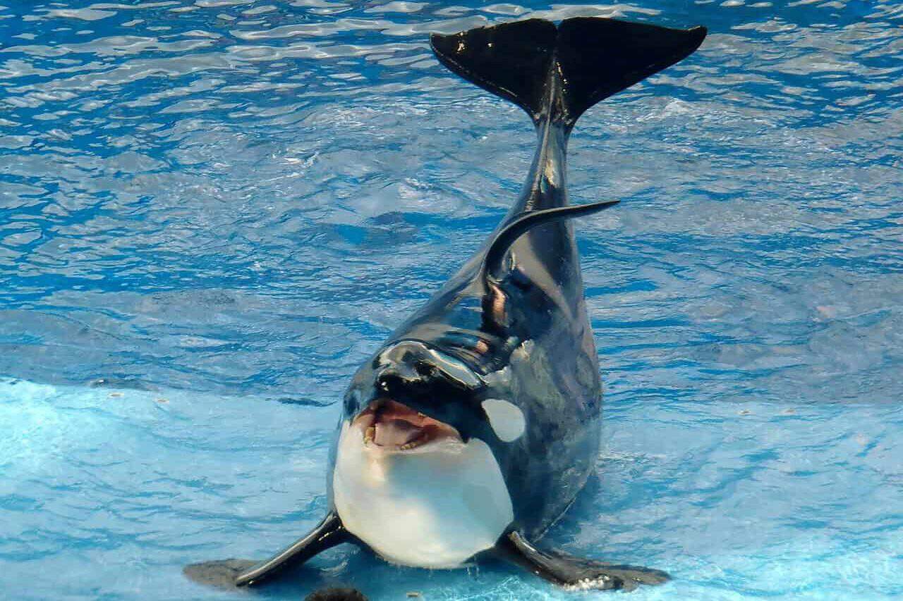 A wolphin swimming in clear water, its body exhibiting a unique blend of dolphin and false killer whale traits.