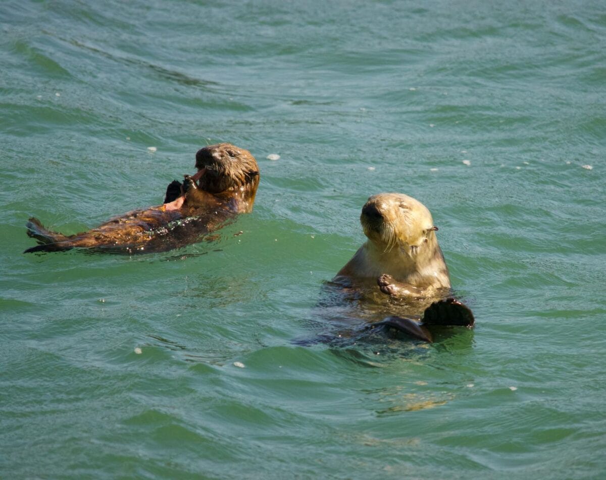Two sea otters floating in the water, holding hands to stay together, showcasing their adorable behavior.