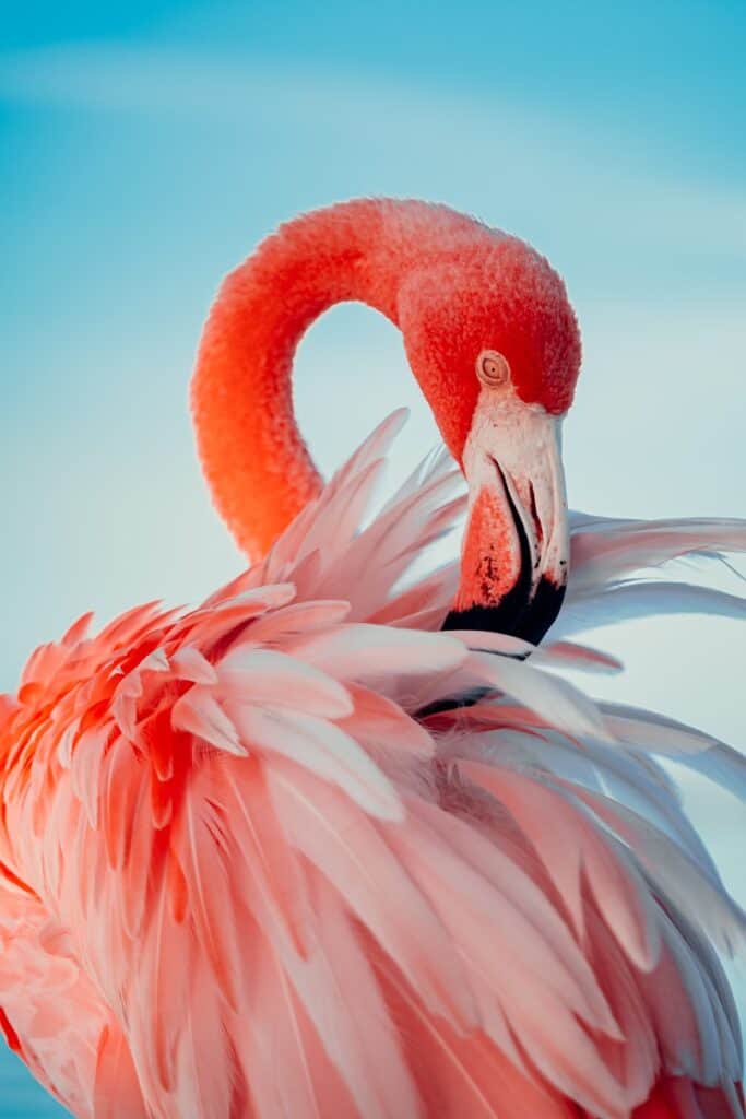 pink flamingo 