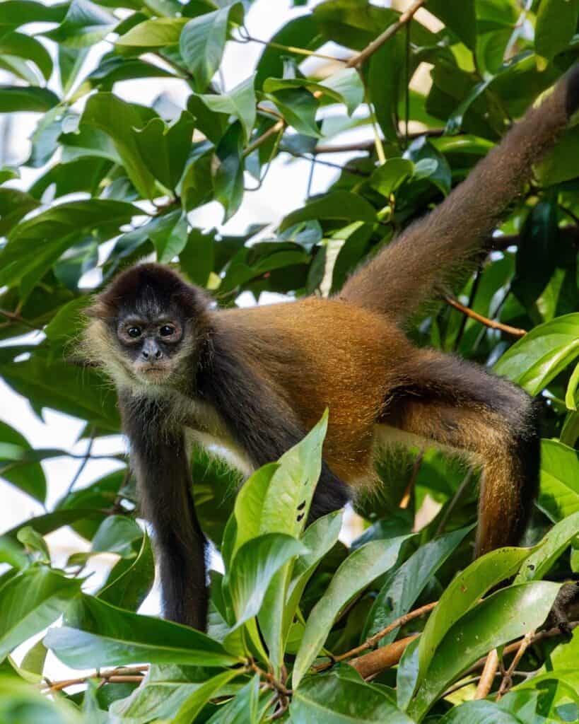 Spider Monkey