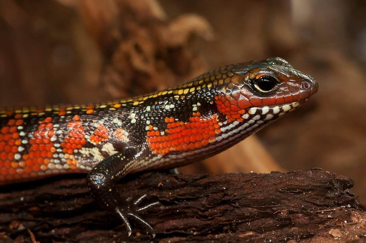 splendor skink, skink, riopa fernandi, reptile, terrarium, zoo, dandruff, skink, skink, skink, skink, skink