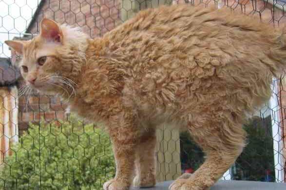 A LaPerm cat with a curly, orange coat standing outdoors, showcasing its unique curly fur and curious expression