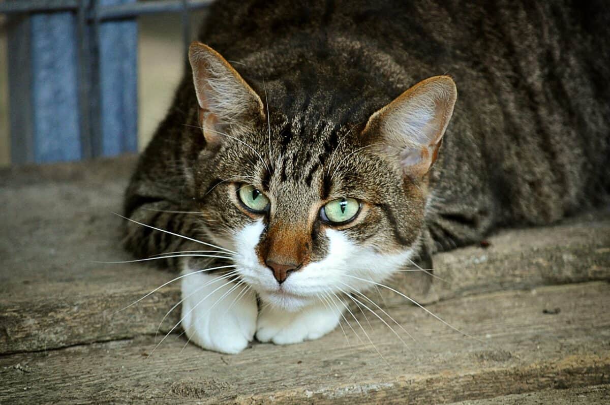 cat's eyes, cat, feline, animal, pet, cat portrait, domestic cat, portrait, cat face, animal world, close up, animal portrait, fur, mackerel, head, mammal, attention, cat, cat, nature, cat, cat, cat