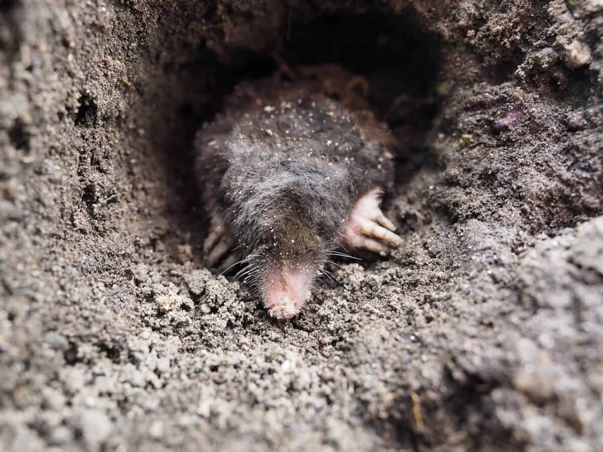 mole, garden friend, grabowski, mole, mole, mole, mole, mole