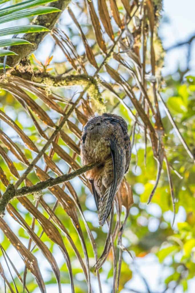 A Common Potoo expertly camouflaged among tropical branches in Cali, Colombia.