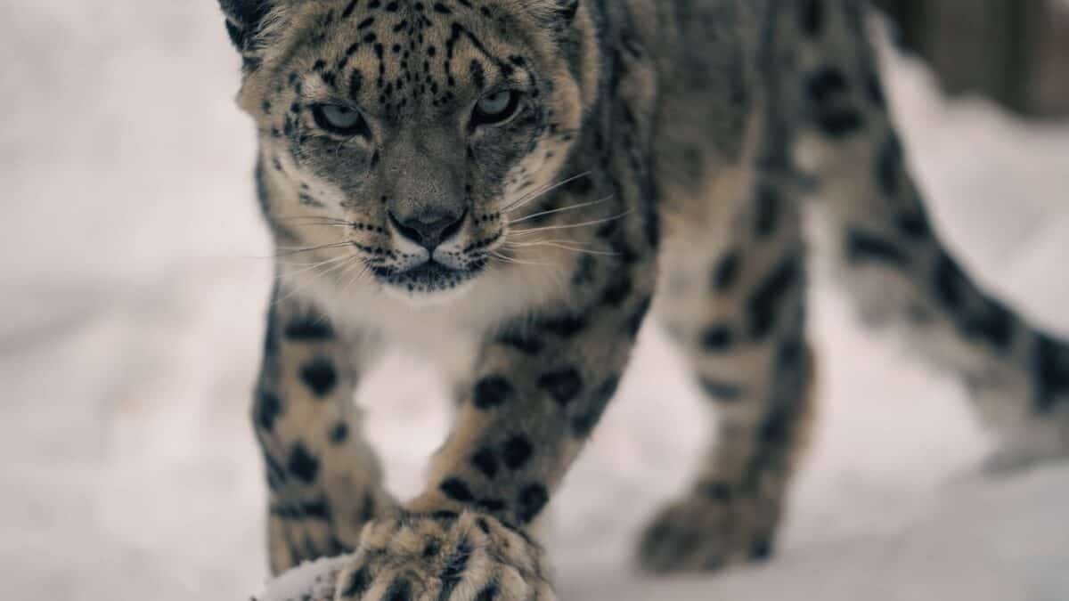 Snow Leopard Stalking