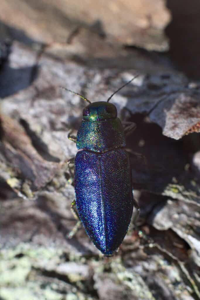 Emerald Ash Borer