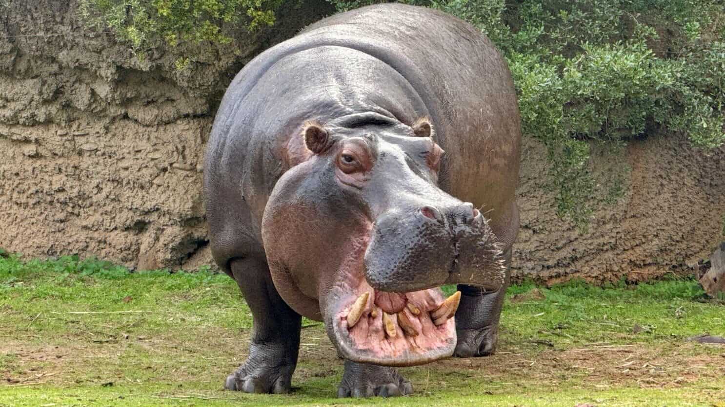  A hippopotamus standing on land with its mouth wide open, showcasing its large tusks and powerful build.