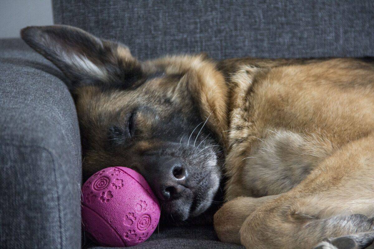 A sick German Shepherd resting on a couch with a pink ball near its face. The dog appears tired and unwell.