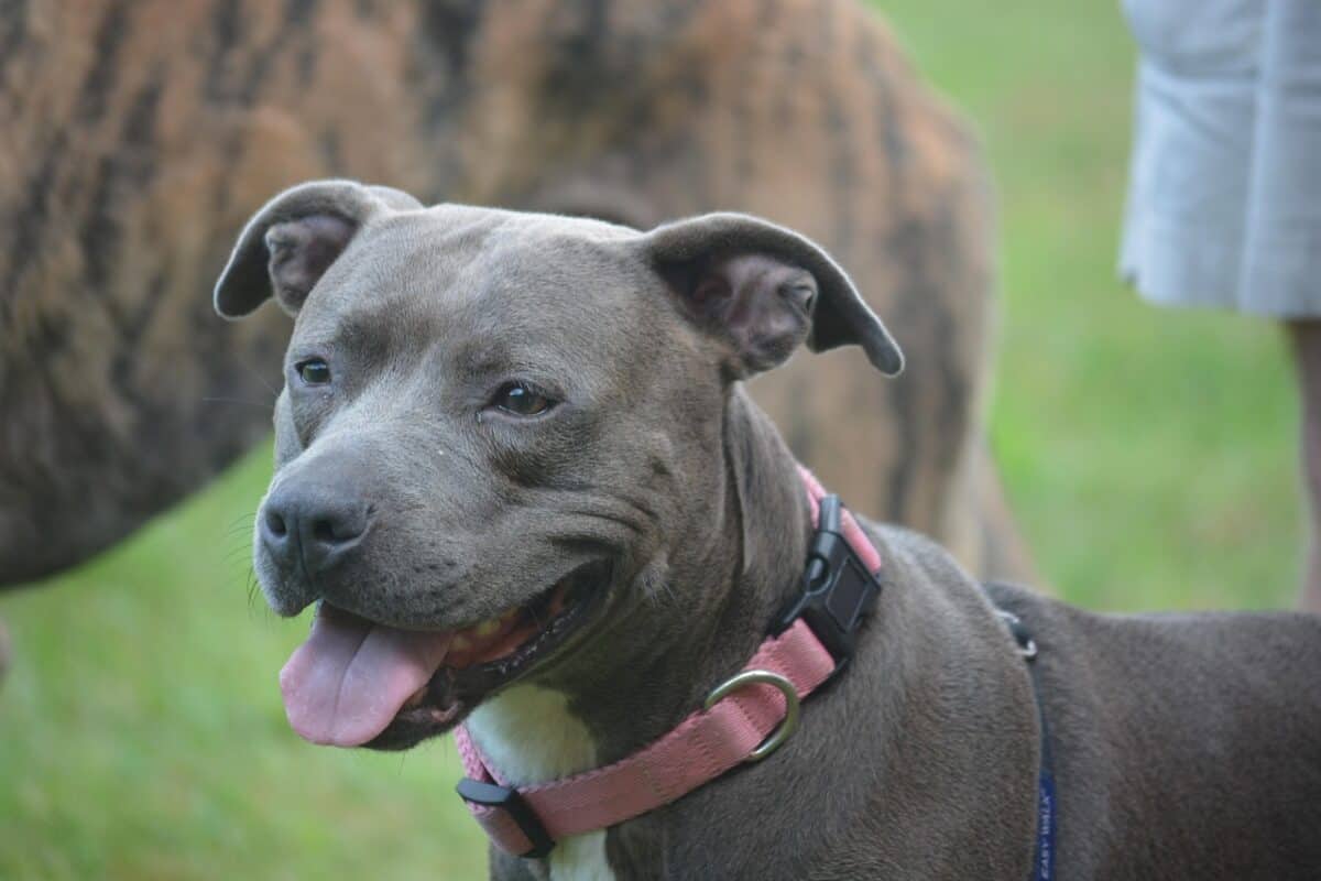 dog, pit bull, nature, canine, staffordshire terrier, pet, animal, terrier, portrait, breed, puppy, domestic, pedigree, doggy, pup, muscular, amstaff, staffordshire, mammal, pit, pit bull, pit bull, pit bull, pit bull, pit bull