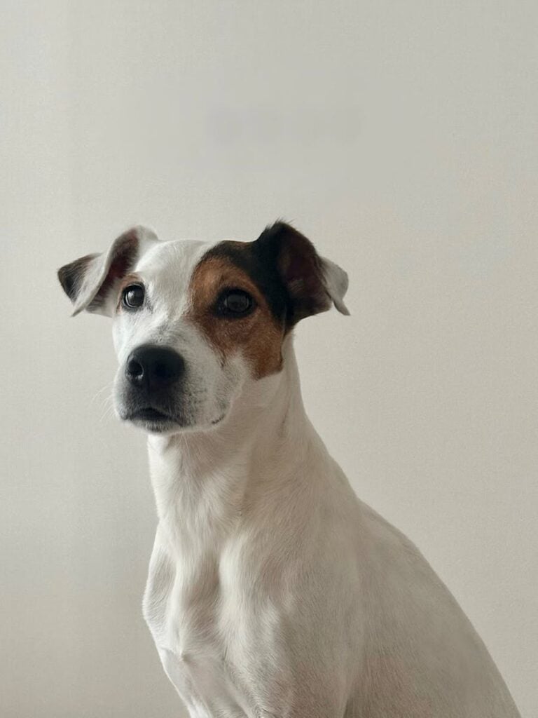 Portrait of a Jack Russell Terrier with a calm expression against a neutral wall.