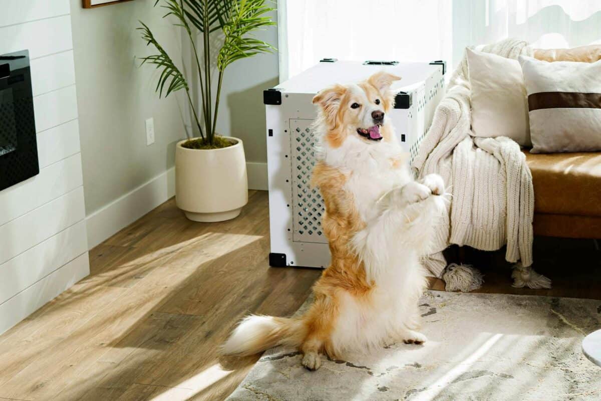 Australian Shepherd