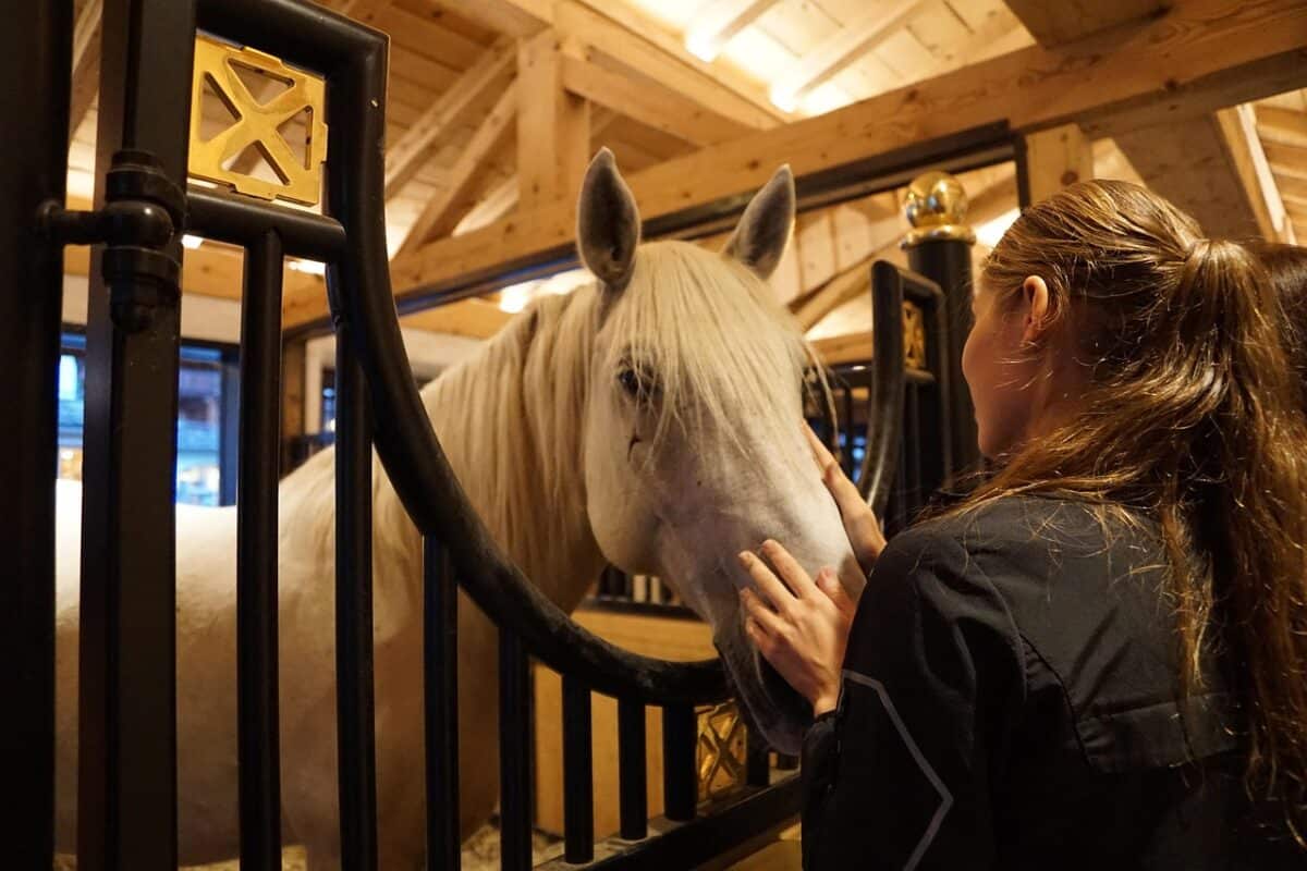 horse, lipizzaner, stud, reiterhof, riding stable, homestead, horse breed, mammal, thoroughbred horse, cute, animal, pony, horse stable, foal, barn, pasture, breed, clay court, cub, equestrian, noble, stole, animal husbandry, meadow, lipica, slovenia, girl, head, ps, sports, face, portrait, do gymnastics, nature, move, woman, figure, human, horse stable, horse stable, horse stable, horse stable, horse stable, lipica