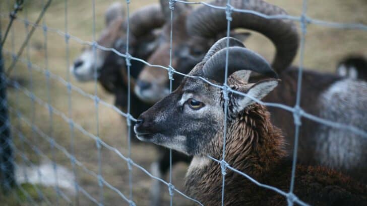 20 Reasons You Should Never Approach A Wild Animal