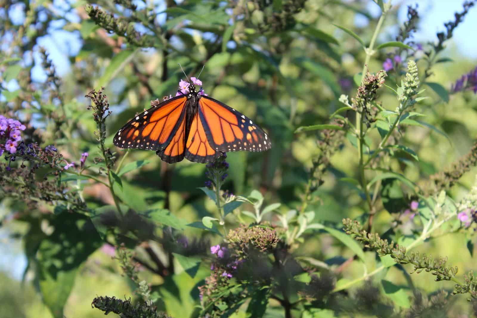 Close-up of a monarch butterfly on purple flowers in a summer garden, Virginia Beach.