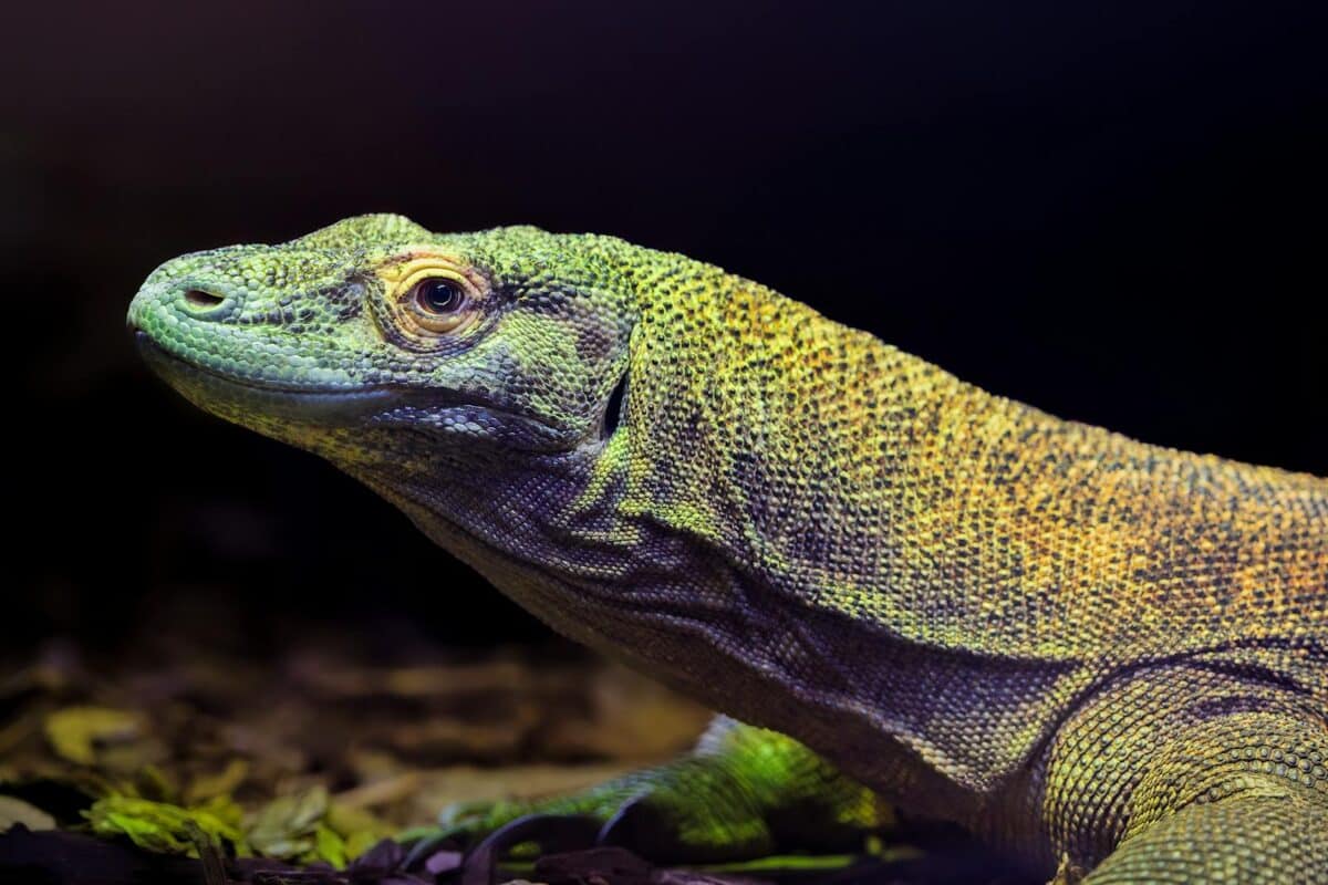 Close-up of a Komodo dragon at Syracuse Zoo, showcasing its vibrant scales.