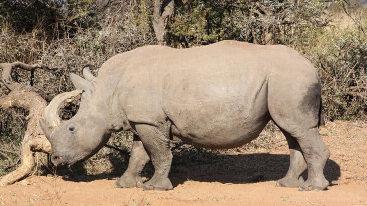Rhinos of South Africa Are Living on Borrowed Time