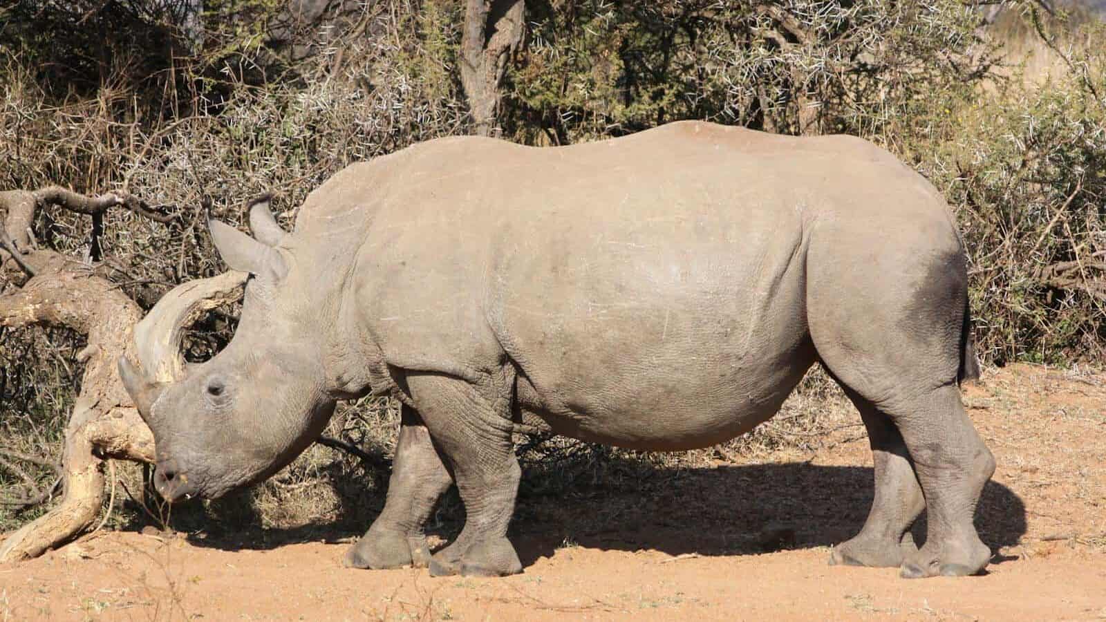 A white rhinoceros standing in its natural habitat surrounded by dry foliage and savannah landscape.