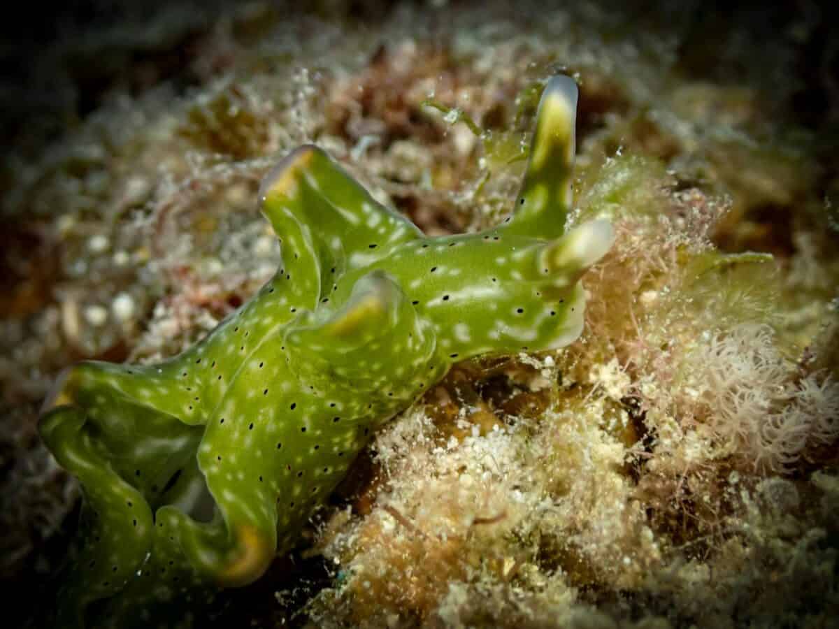 A green sea slug resting on coral, its translucent body covered with green algae that help it harness solar energy.
